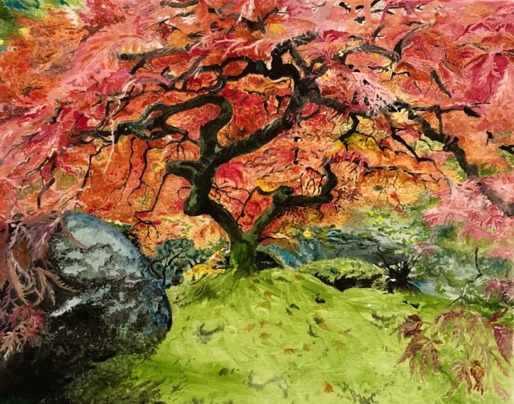 Japanese Maple / Red Maple